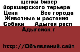 щенки бивер йоркширского терьера › Цена ­ 8 000 - Все города Животные и растения » Собаки   . Адыгея респ.,Адыгейск г.